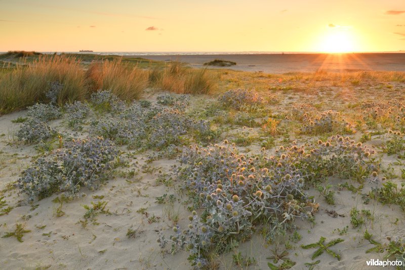 Natuurreservaat De Baai van Heist