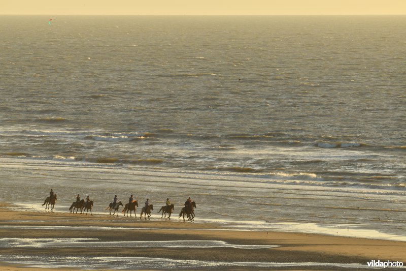 Paardrijden aan zee