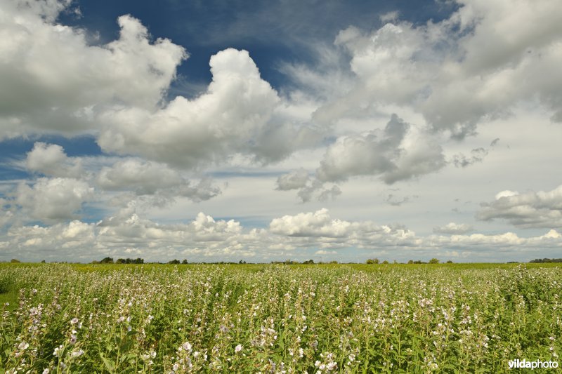 Heemst in de Tiengemeten