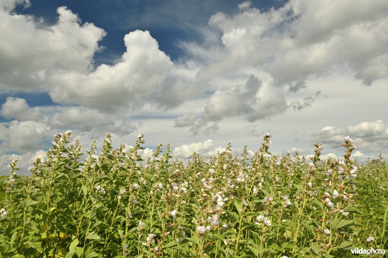 Heemst in de Tiengemeten