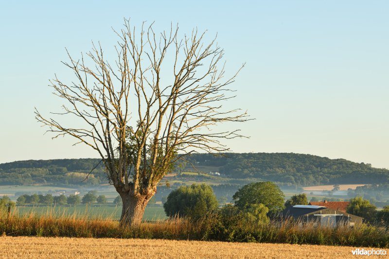 Knotes in het Heuvelland