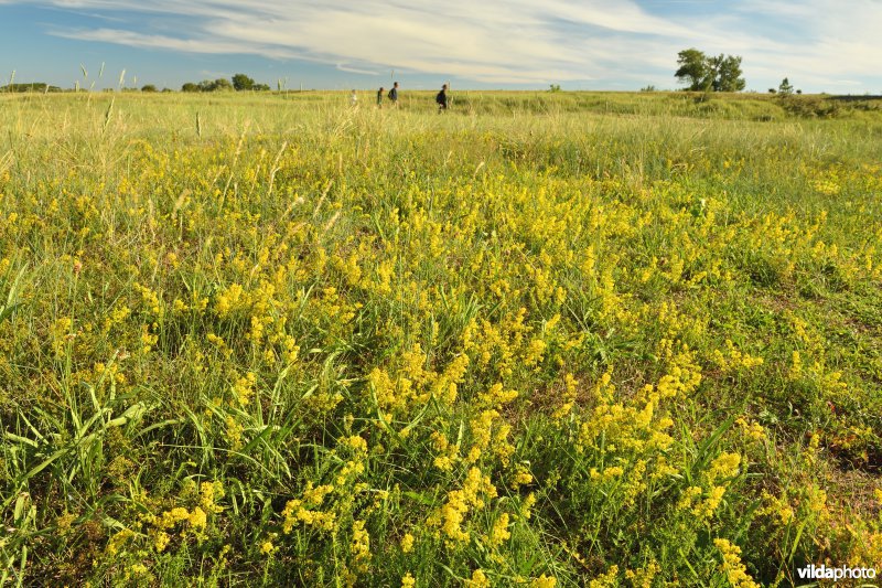 Geel walstro in het Zwin