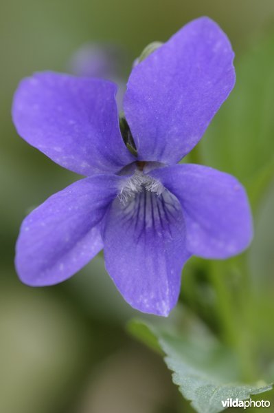 Bloem van bleeksporig bosviooltje