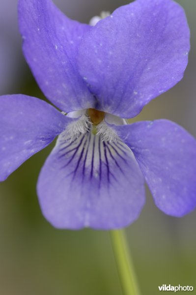 Bloem van bleeksporig bosviooltje