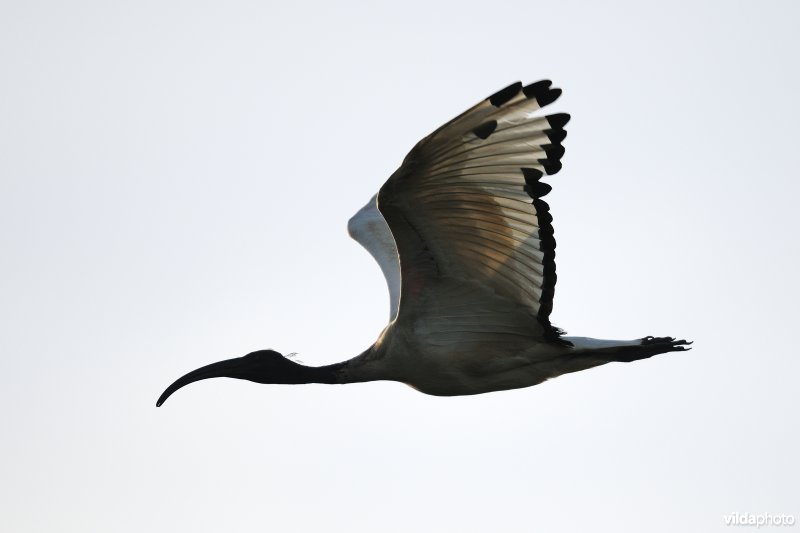 Heilige ibis