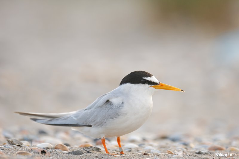 Dwergstern