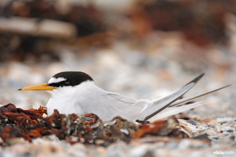 Dwergstern op nest