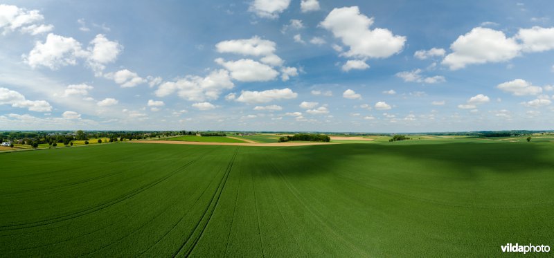 Akkerlandschap in Haspengouw, België