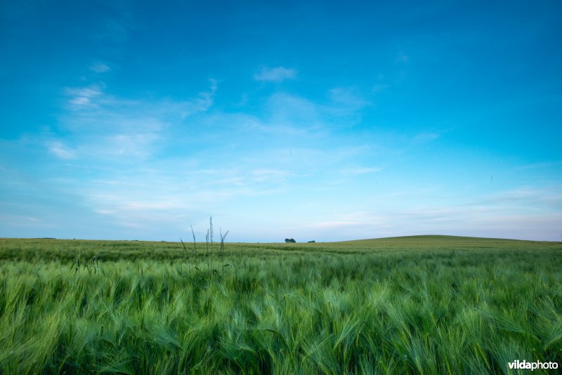 Akkerlandschap in Haspengouw, België