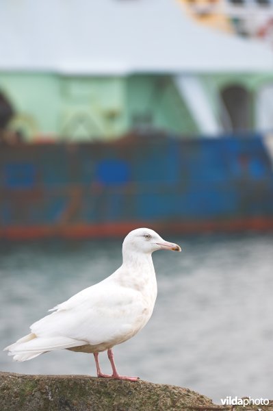 Grote burgemeester in haven van Zeebrugge