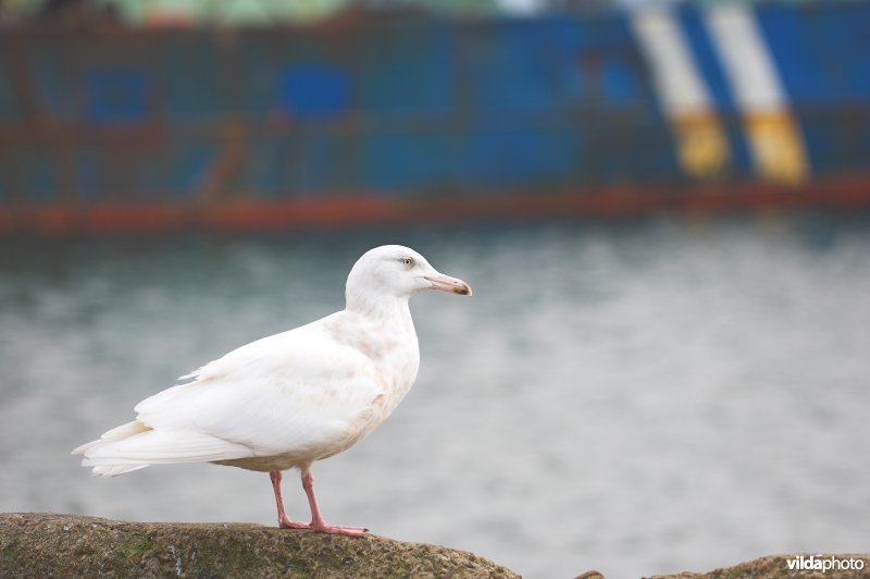 Grote burgemeester in haven