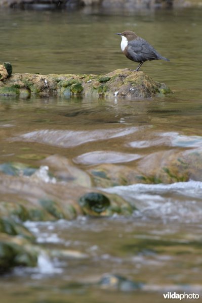 Waterspreeuw op waterval