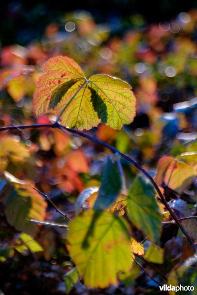 Braam in herfstkleuren