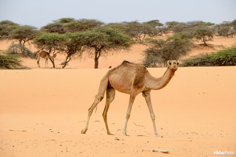 Dromedaris