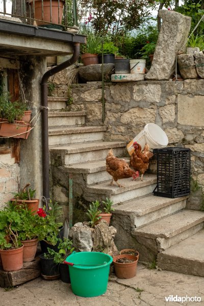 Kippen scharrelen op een erf