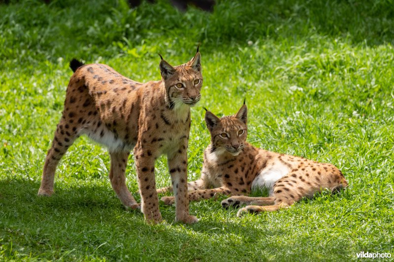 Euraziatische lynx