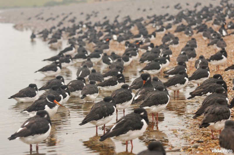 Scholeksters op hoogwatervluchtplaats