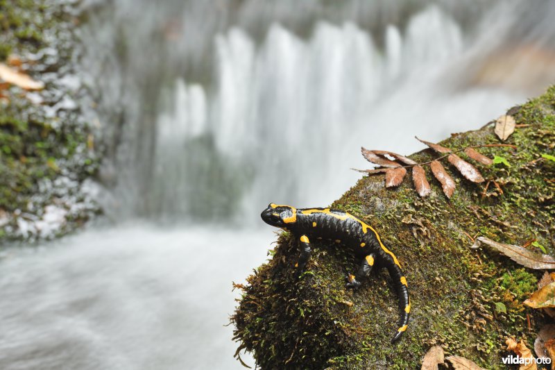 Vuursalamander (alle ondersoorten)