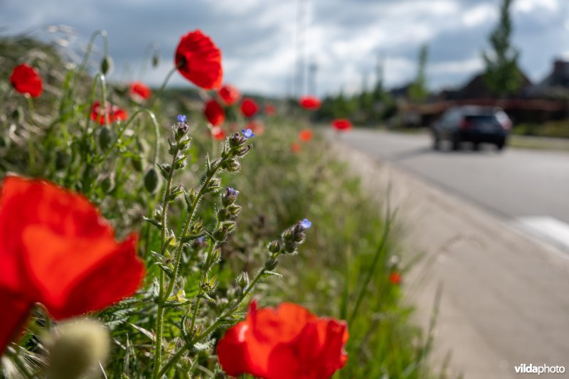 Bloemrijke akkerrand