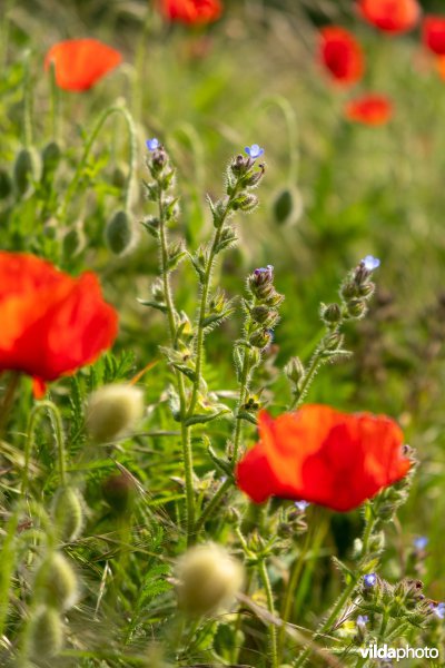 Bloemrijke akkerrand