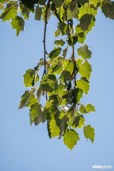 Witte abeel