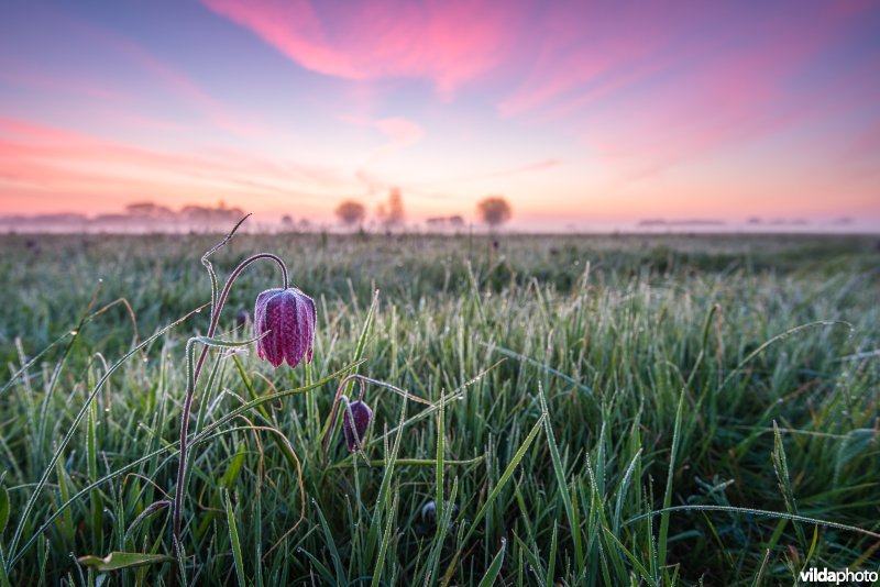 Kievitsbloem