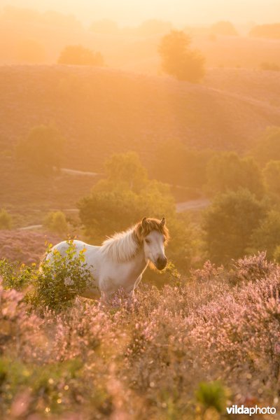 Paard op de bloeiende heide