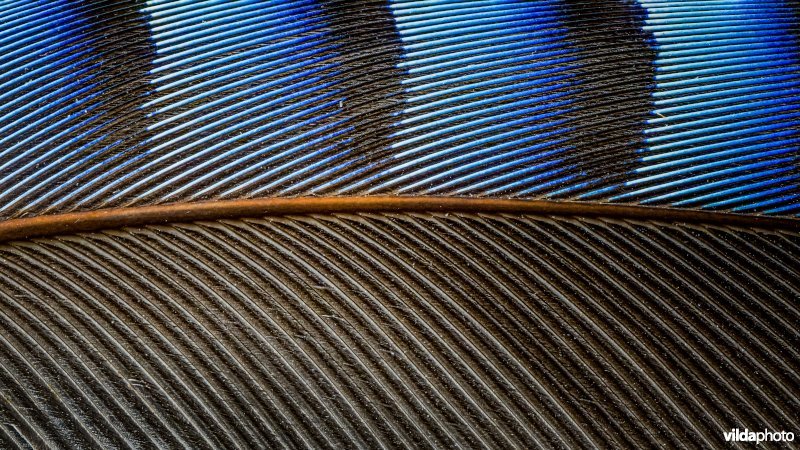 Detail opname van een vogelveer