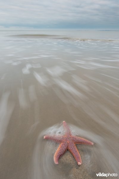 Aangespoelde zeester op het strand