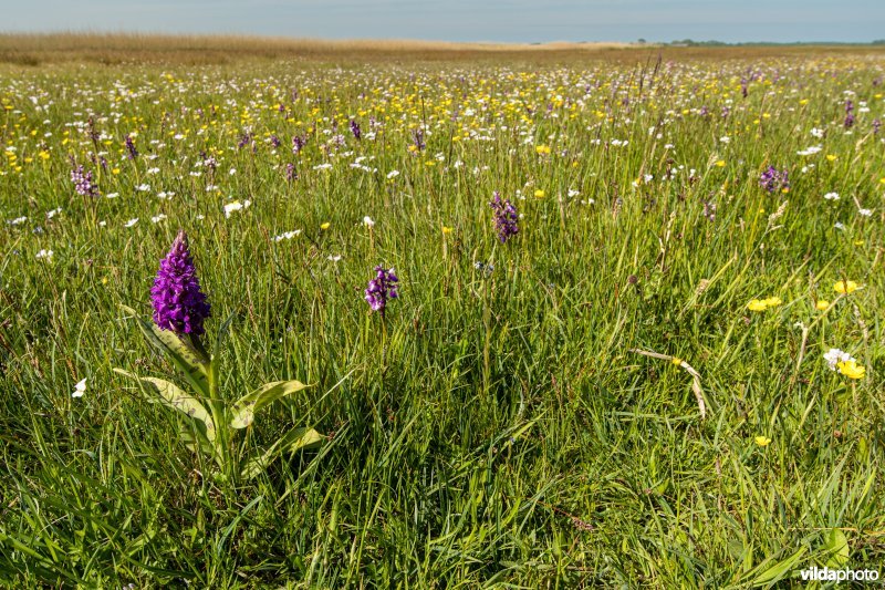 Orchideeën in polder Waalenburg