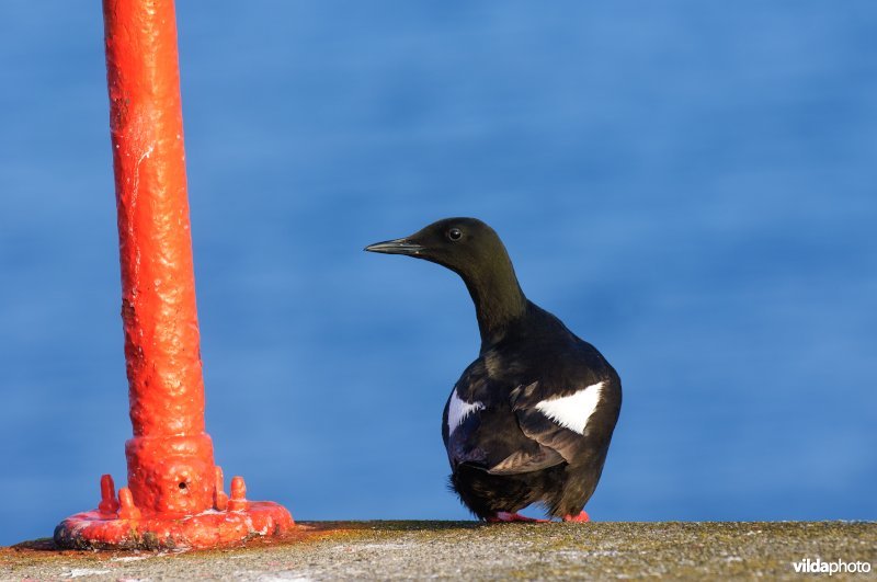 Rustende zwarte zeekoet naast een rode paal,