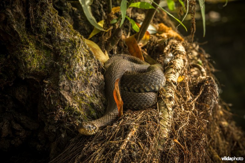 Ringslang (Natrix natrix)