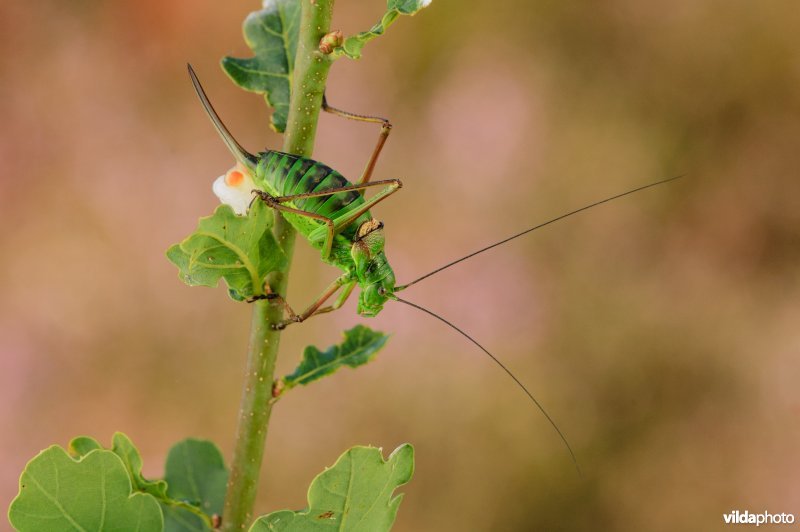 Zadelsprinkhaan (Epighipper epighipper)