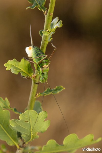 Zadelsprinkhaan (Epighipper epighipper)