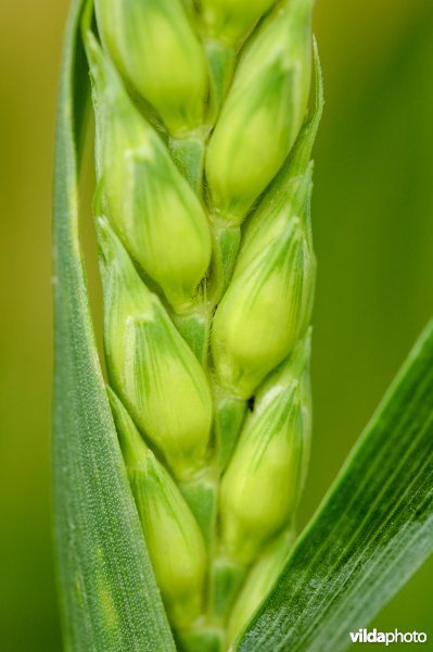 Detail van aar zomertarwe