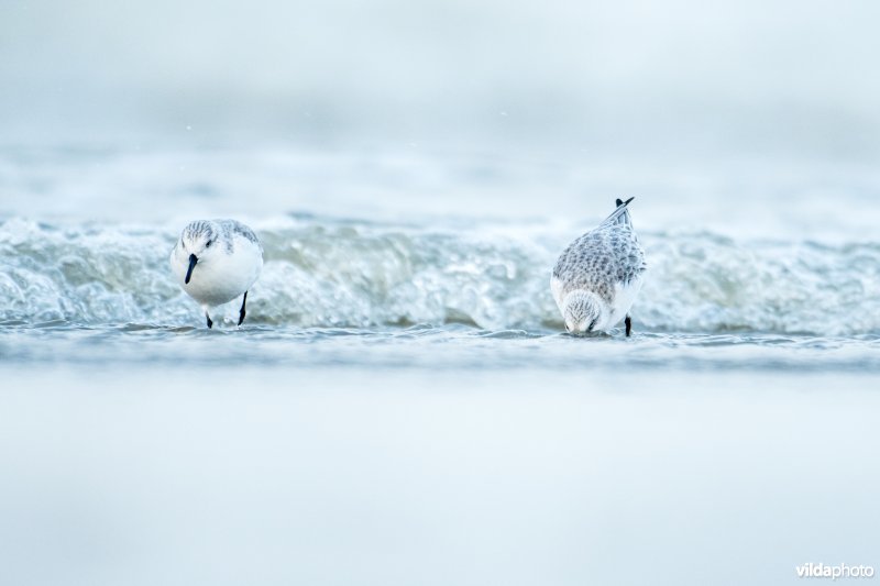 Drieteenstrandloper