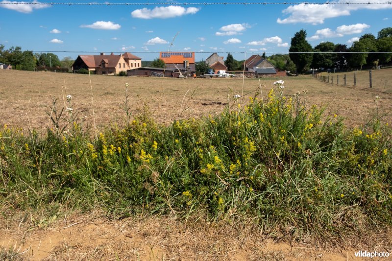 Prikkeldraadvegetatie