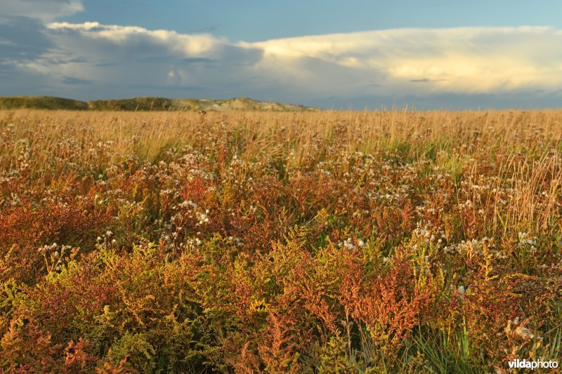 Herfstig Klein schorrenkruid in het Zwin