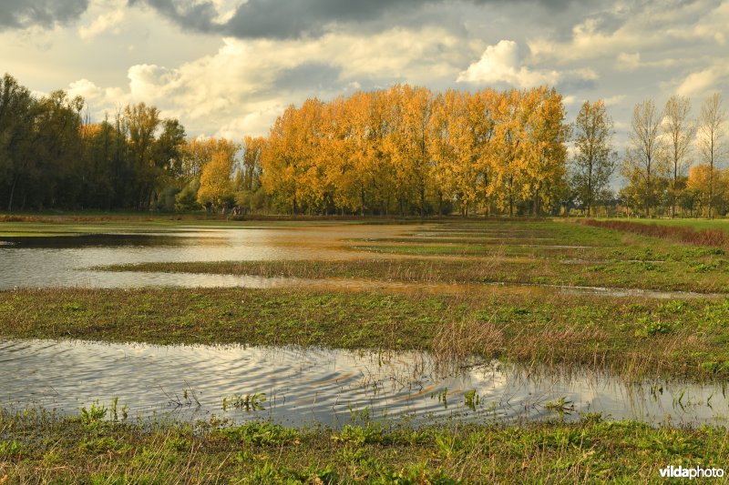 Paardenweide in de Merelbeekse Scheldemeersen