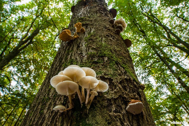 Porseleinzwam op beukenboom