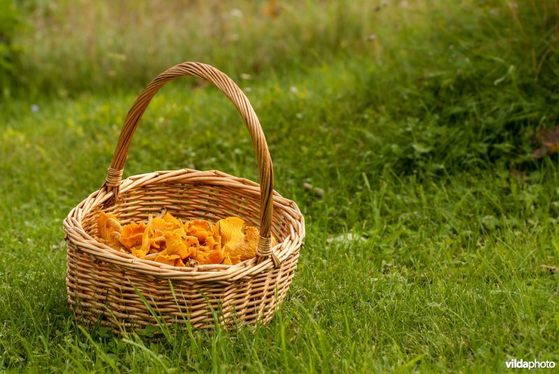 Geplukte cantharellen