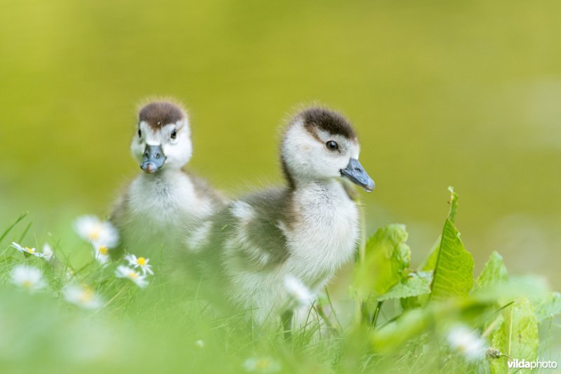 Jonge Nijlganzen