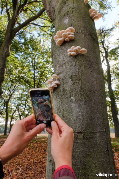 Porseleinzwammen op beuk