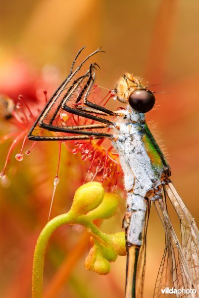 Kleine zonnedauw met gewone pantserjuffer