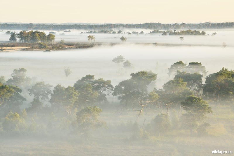 Kalmthoutse heide