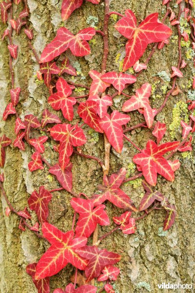 Roodverkleurende Klimop in de winter