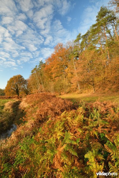 Leigracht in de Demerbroeken