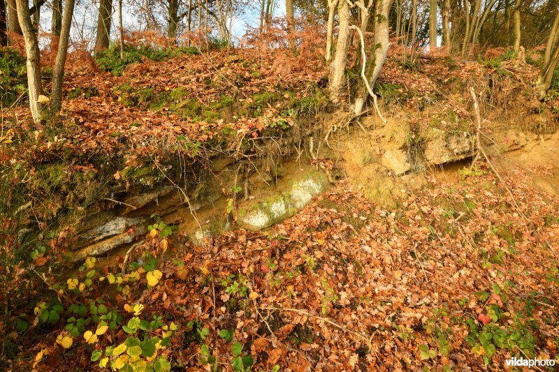 Voortberg aan de Demerbroeken