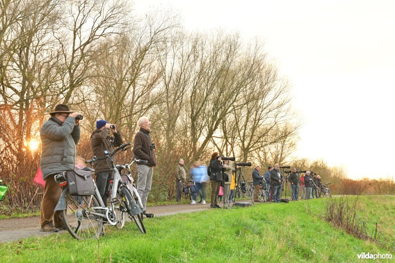 Vogelspotters en vogelfotografen op uitkijk