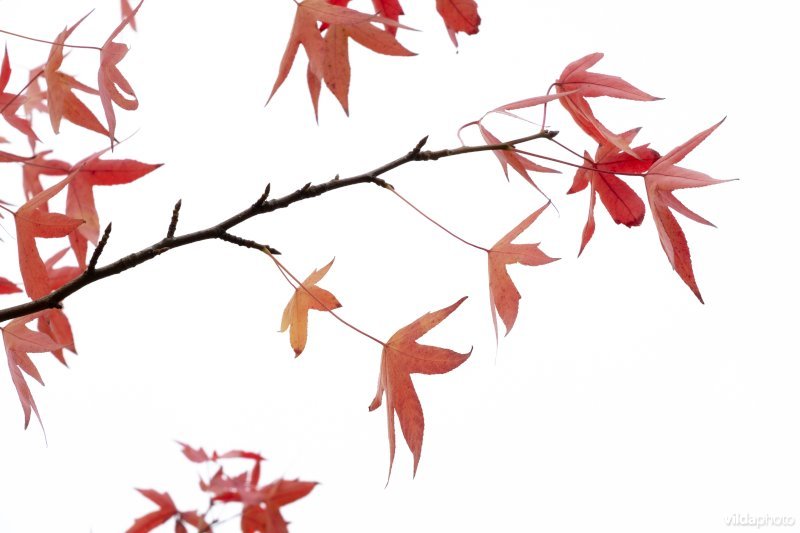 Liquidambar